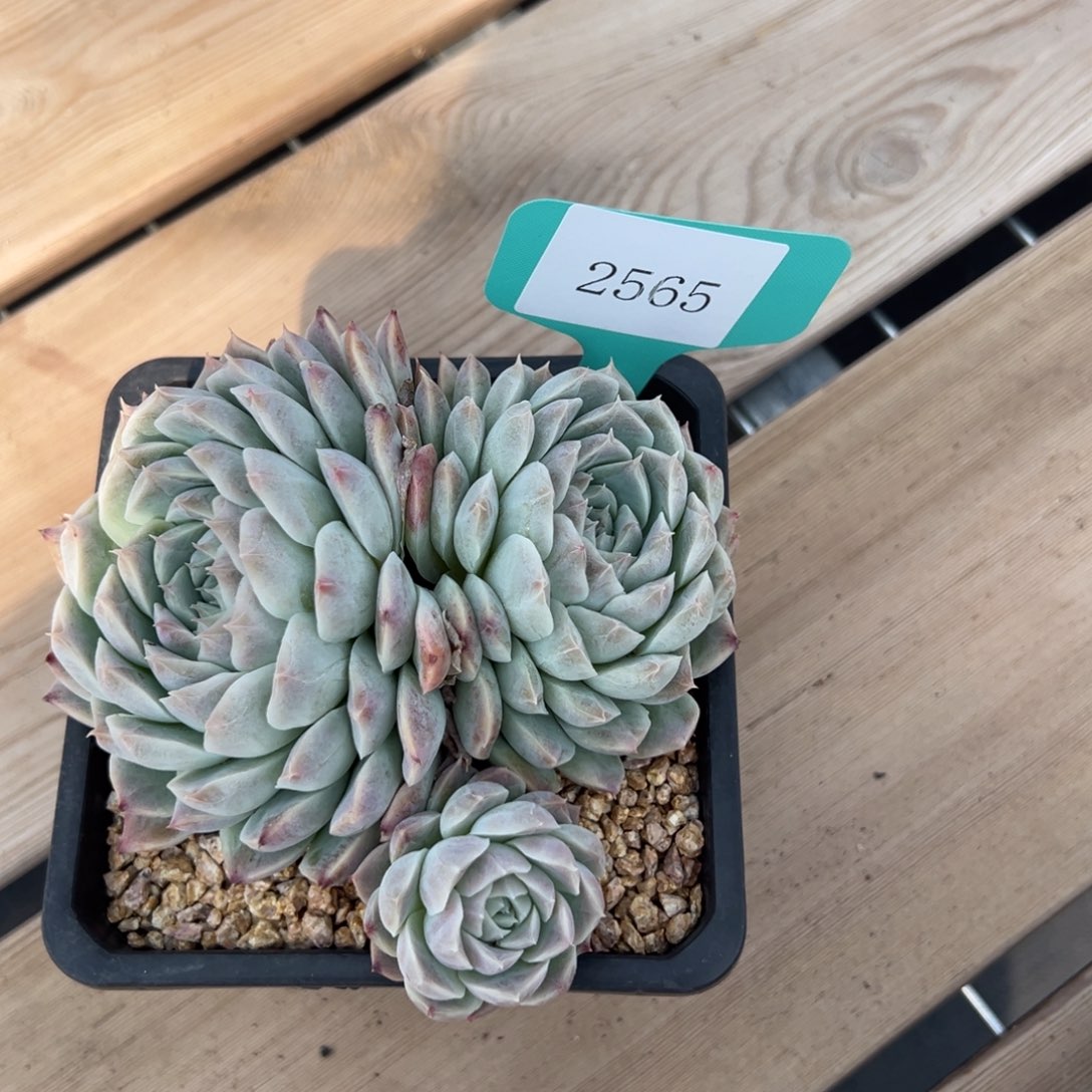 做**婆2565肉多哦多哦哟多哦肉