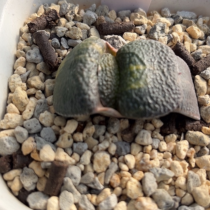 2032脱土发货11111111