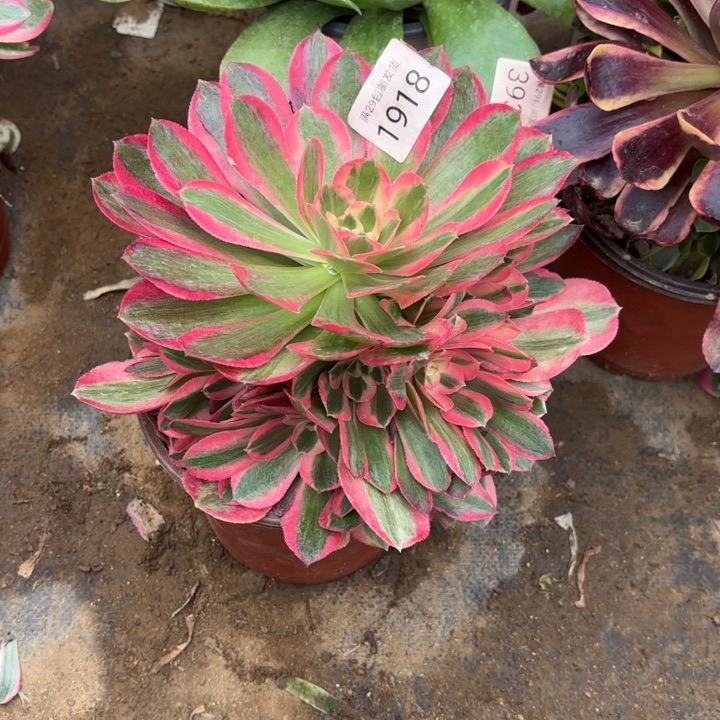 妖月多肉法师1918