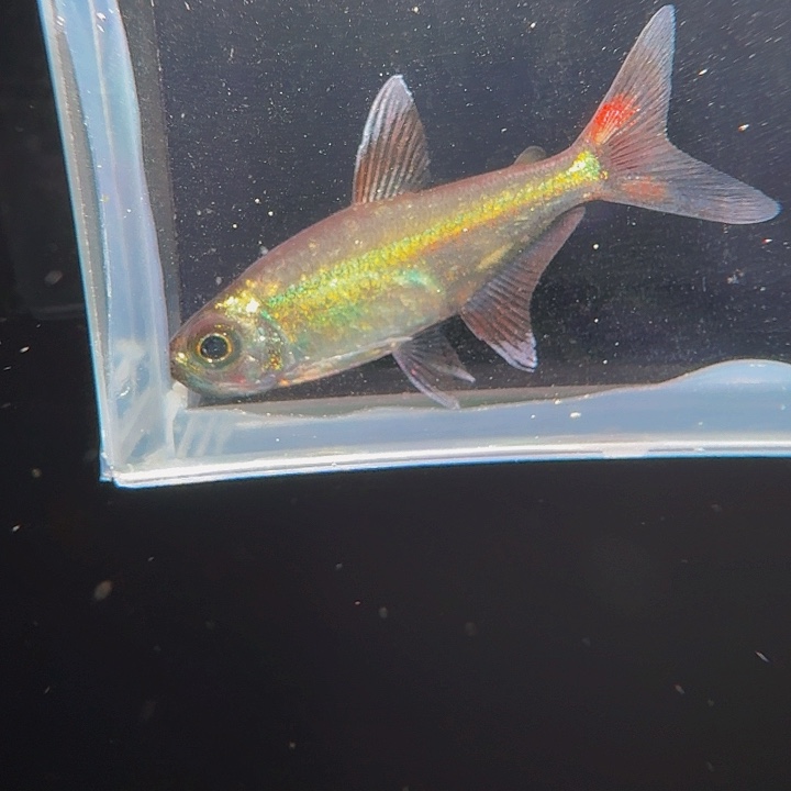 灯科鱼D10-15 碎金虹彩希利蒙尼3.5cm左右 1条