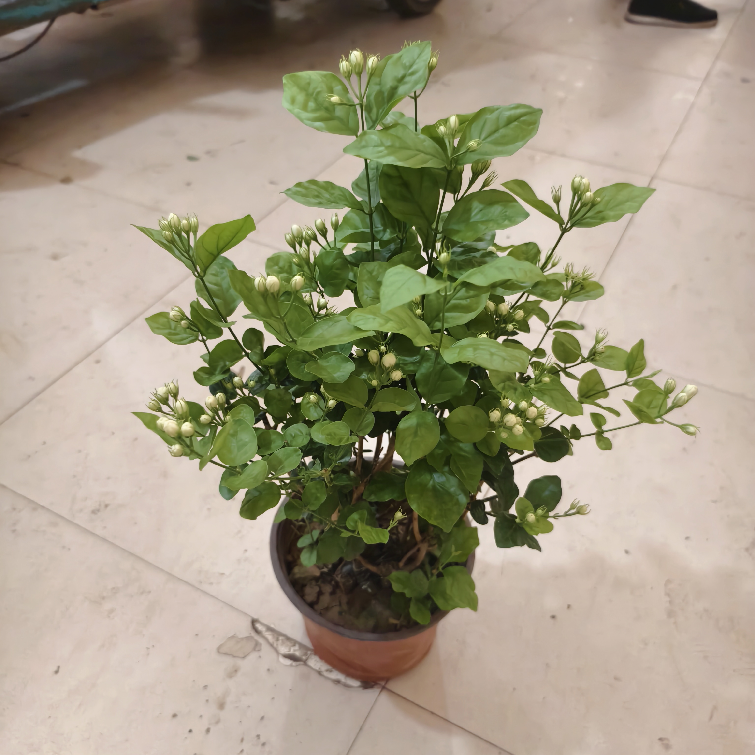 茉莉花盆栽绿植花香四溢刘