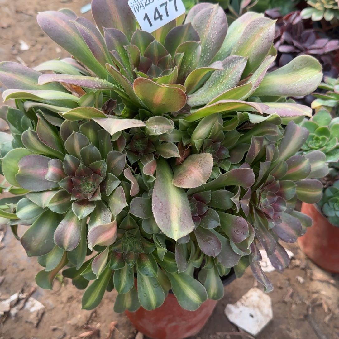 雅典娜多肉1477满28包邮断枝不包瑕疵