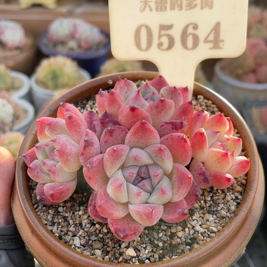 0564 佳人 8.5厘米 不带盆