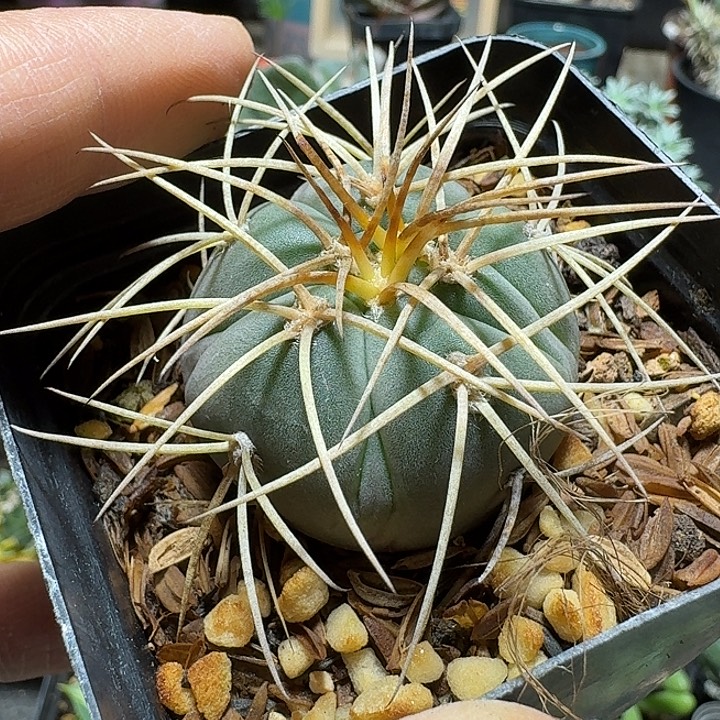 870光琳玉脱土发货