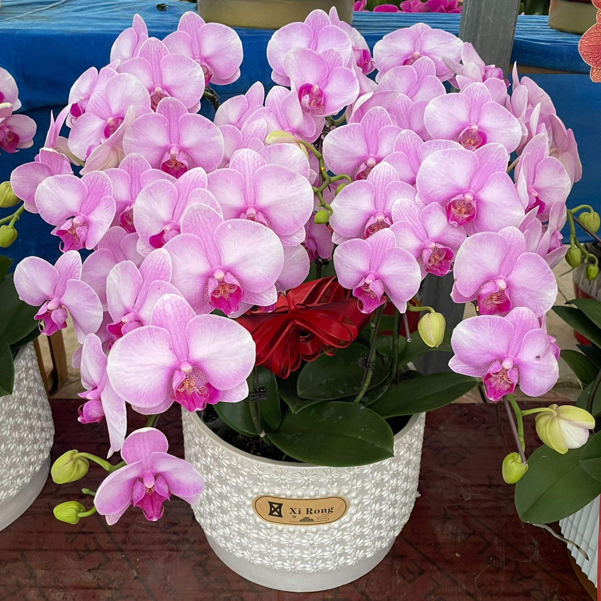 年宵花 蝴蝶兰精品月亮公主带花带苞观景花卉绿植盆栽好看易养10颗