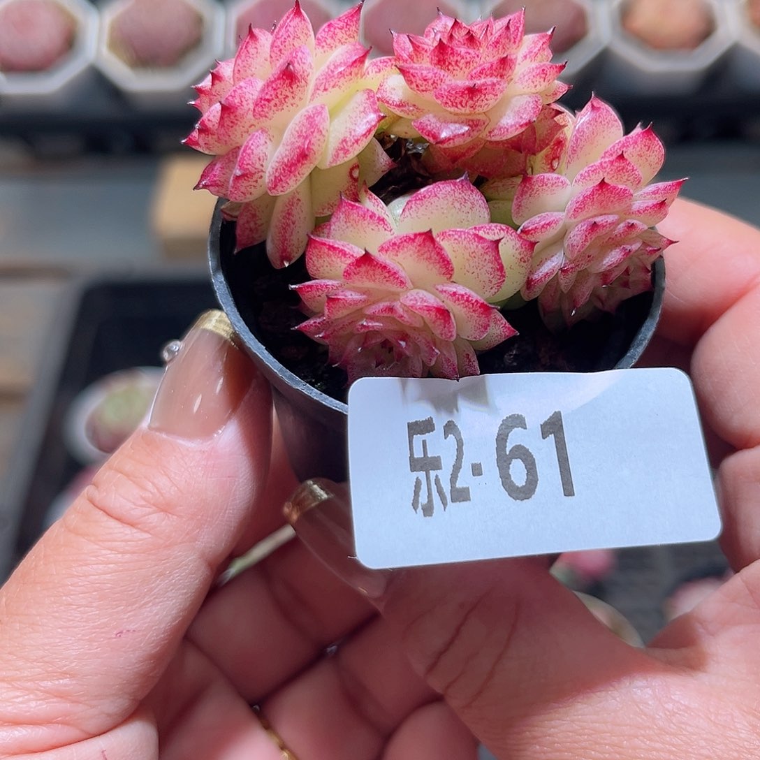 乐2-61 麦秆群不包整