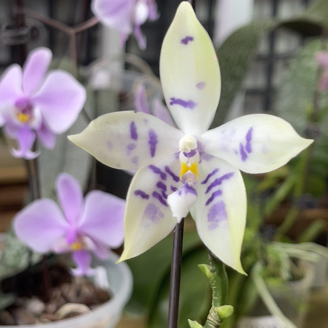 完全开放柳林3593-1126