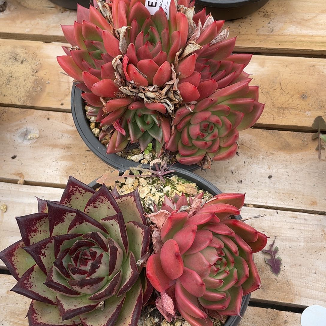 若如东云组拍E243