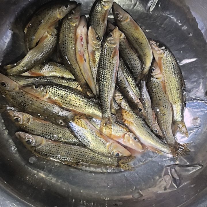 石台小李代购嘛条鱼