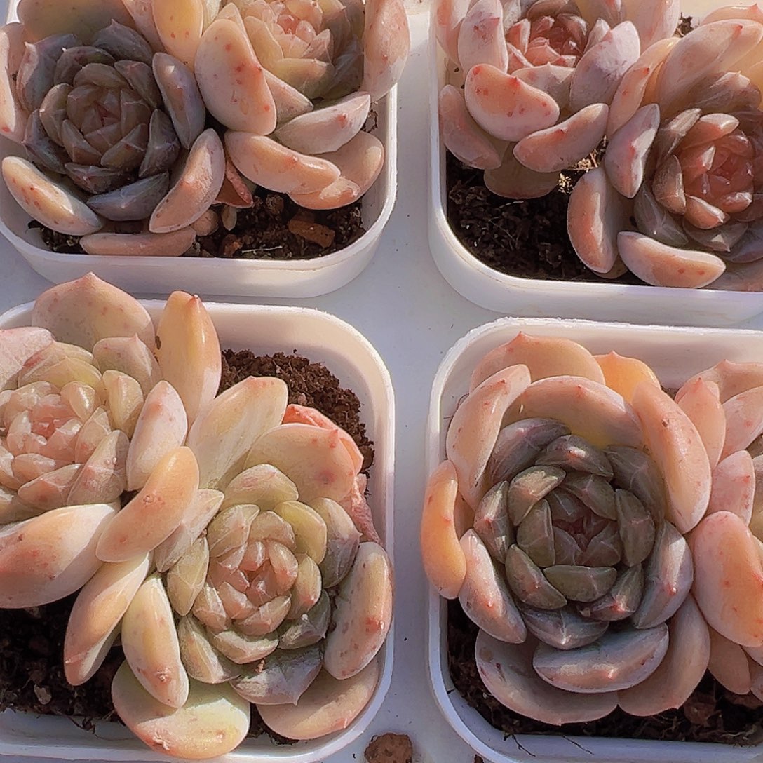 双头彩恋19包邮多肉