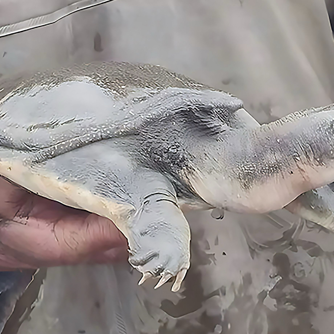 小云专属 河姆渡楼大伯茭白田甲鱼2.6斤