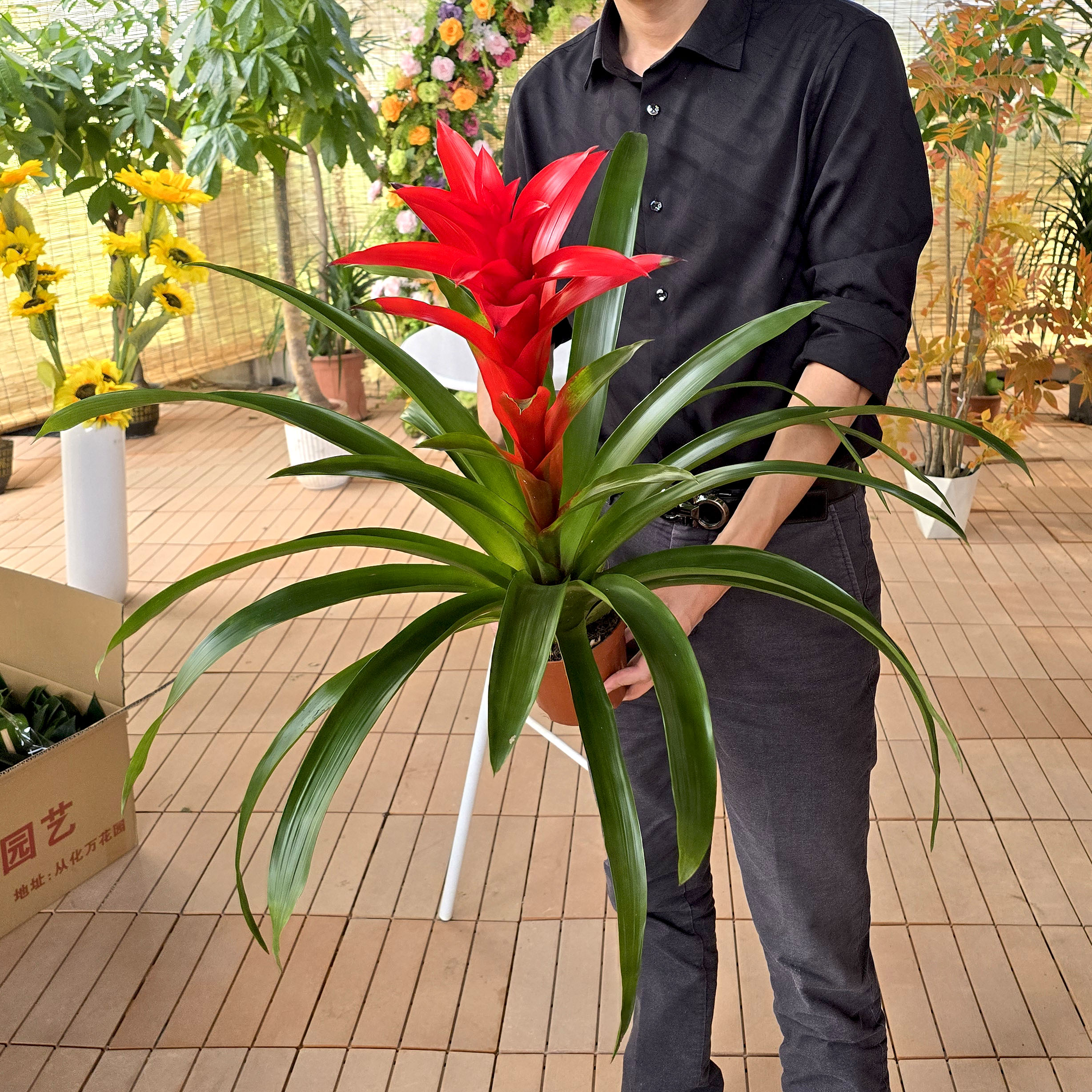 L鸿运当头凤梨盆栽室内客厅好养四季开花鲜活绿植