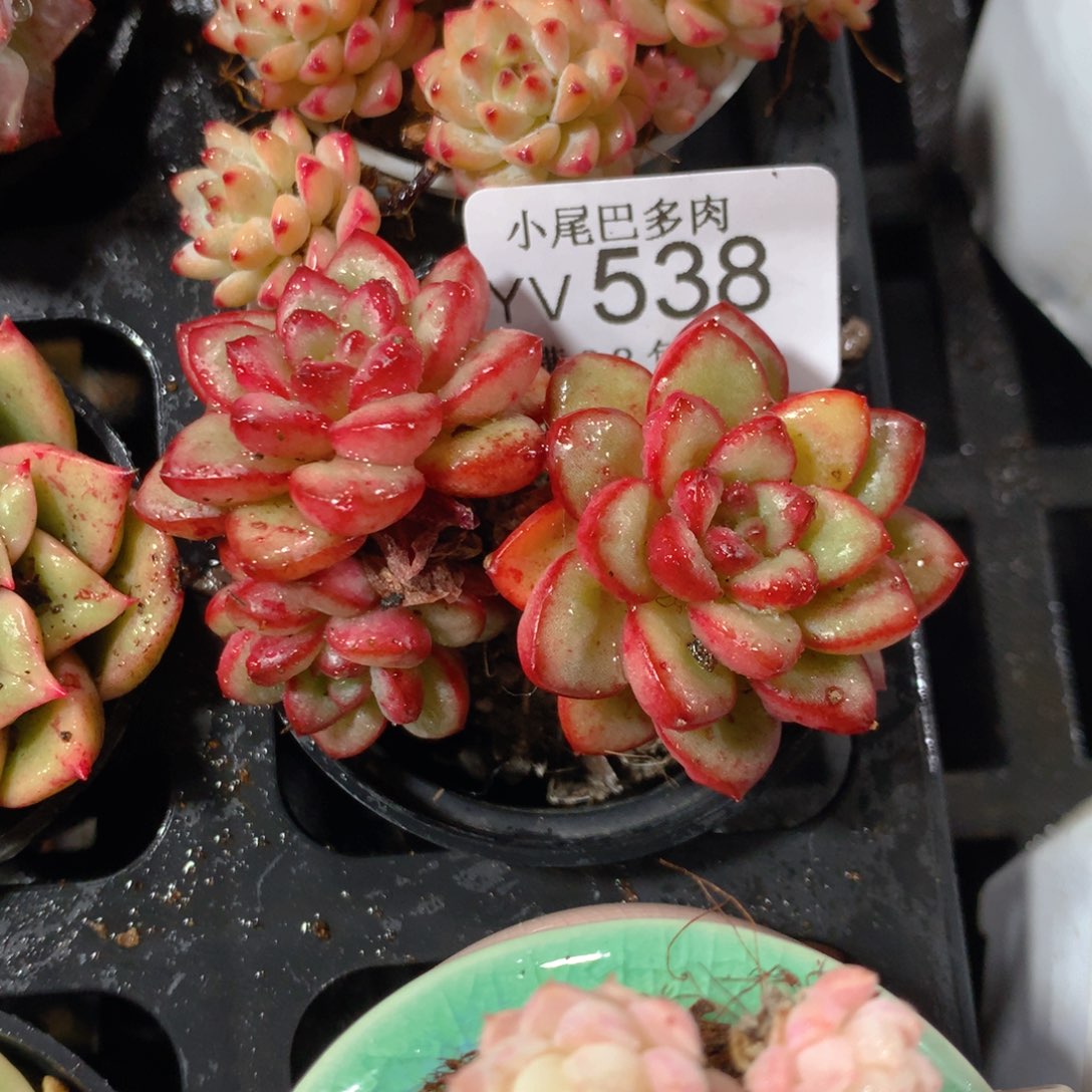 5CM拇指盆精控多肉YV538