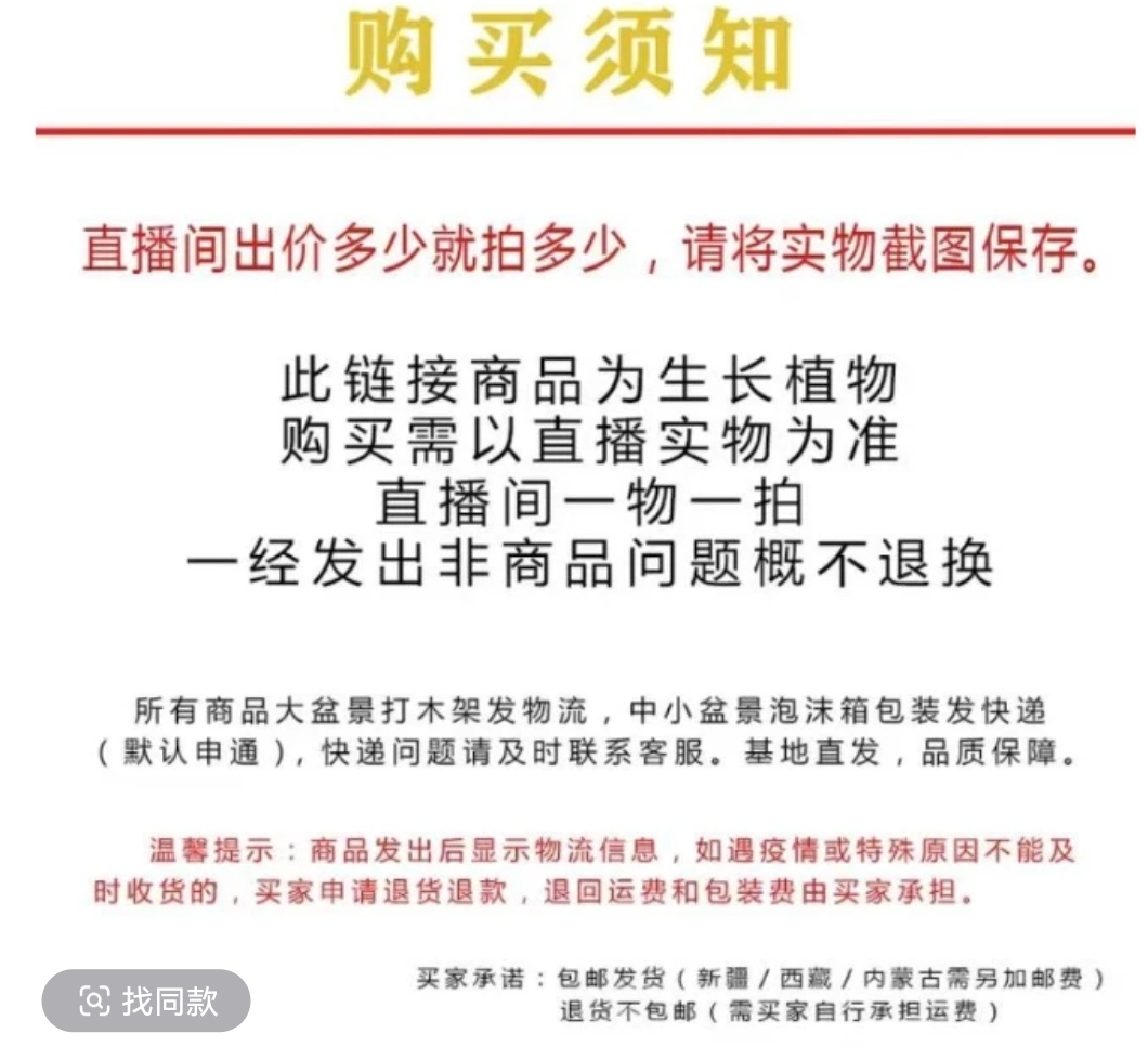 原生山采小叶紫薇百日红庭院绿植基地花卉盆景开花植物