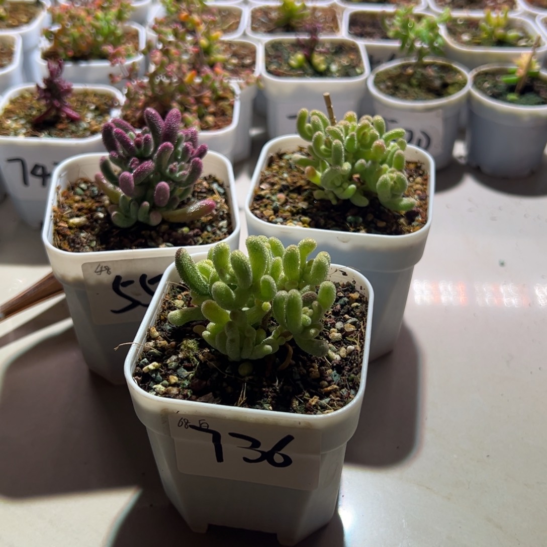 。***。736 559 640组合一物一拍包开箱