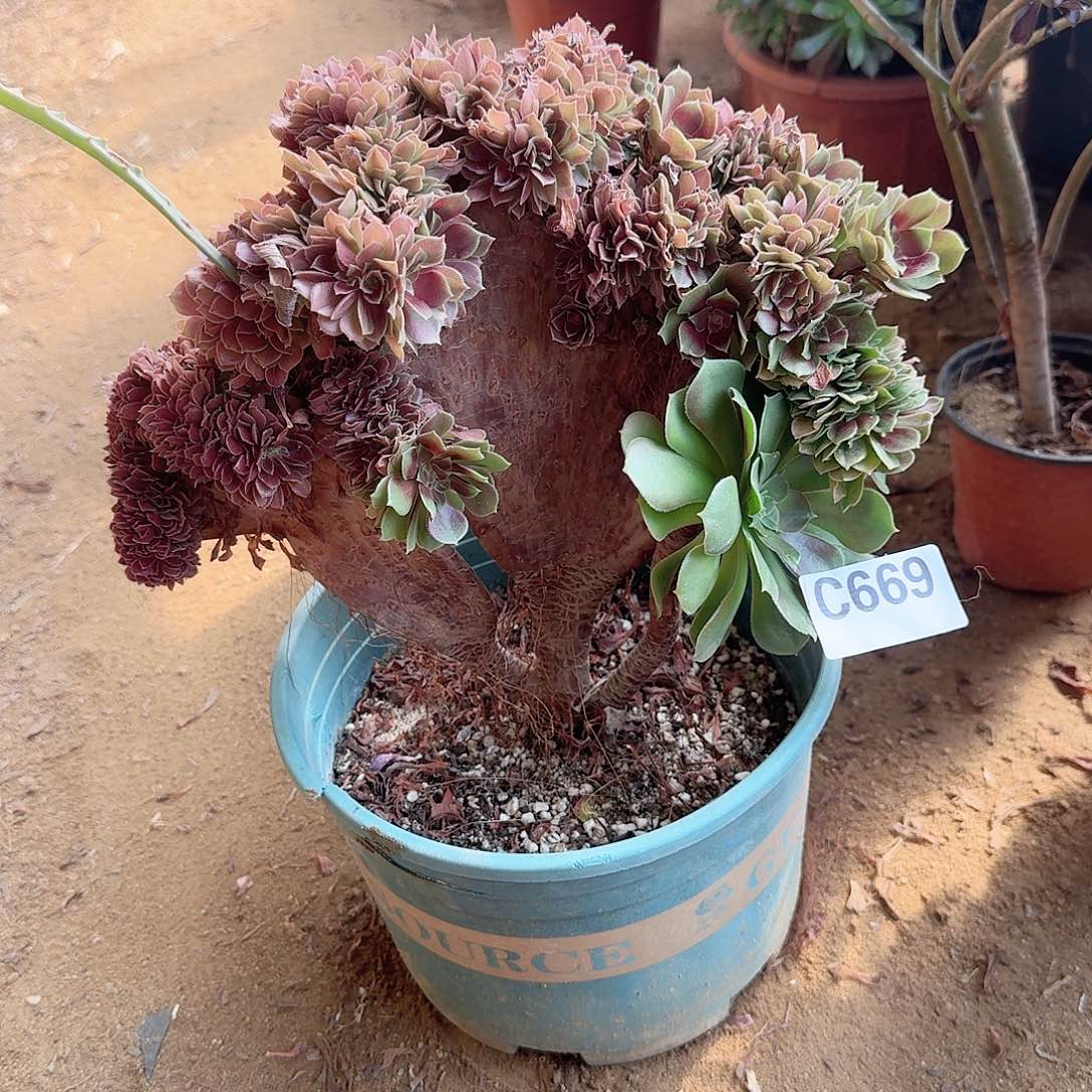 669玫瑰朵朵一颗呀呀