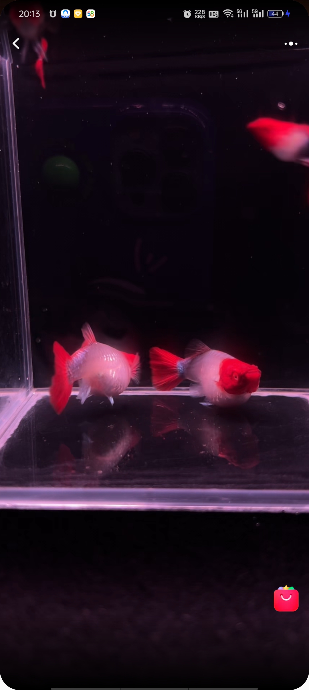 深海蓝贵族球2对4条