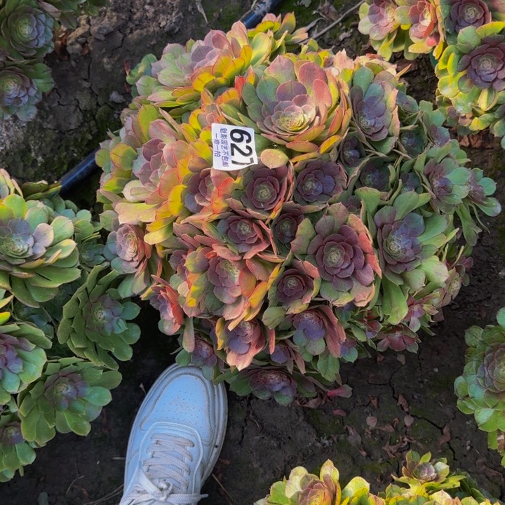 万圣节花27-41包邮