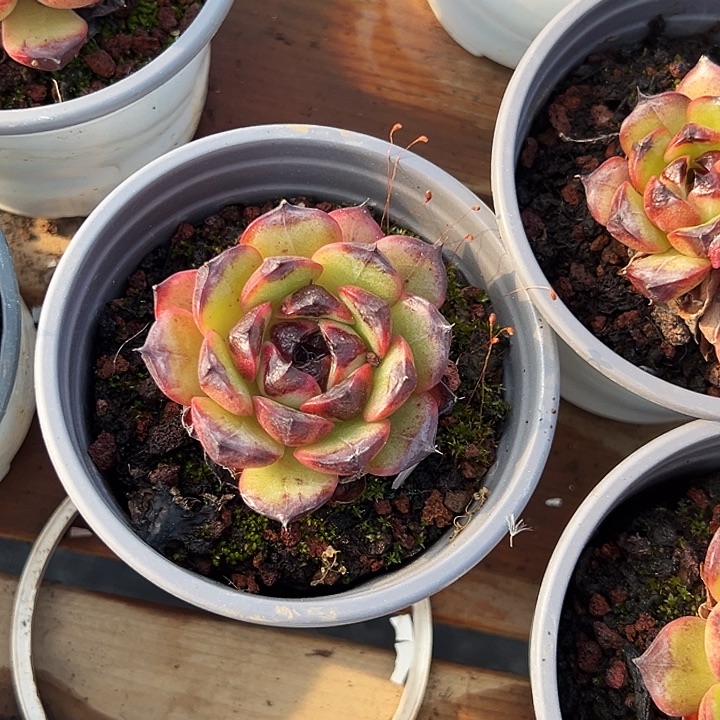  山果珍妮        福利