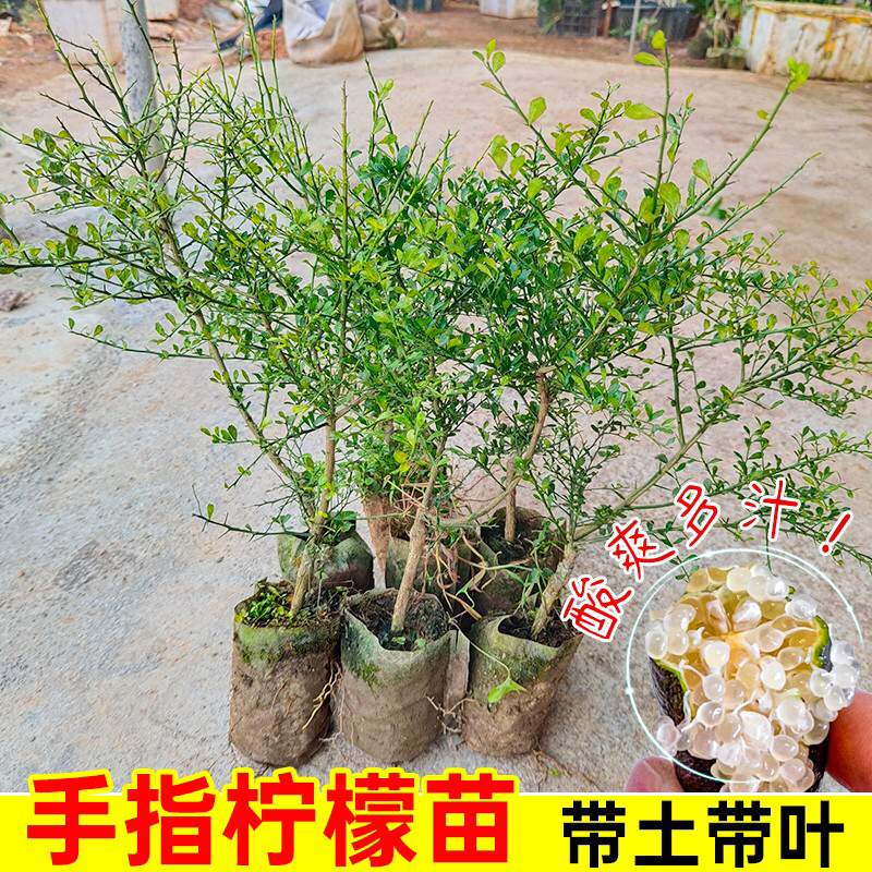 手指柠檬树苗盆栽地栽南方种植物当年结果