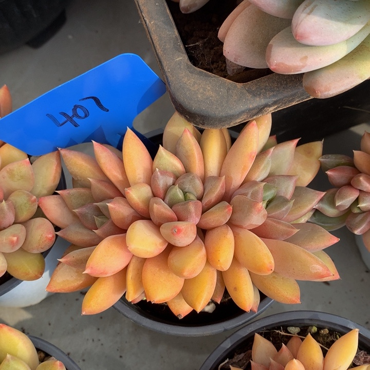 读肉哦哦子和欧777272737