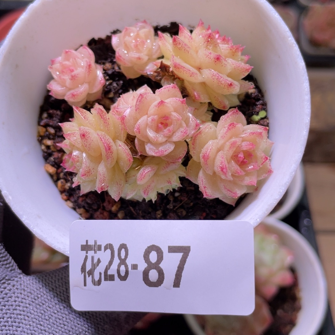 花利美28-87麦秆群