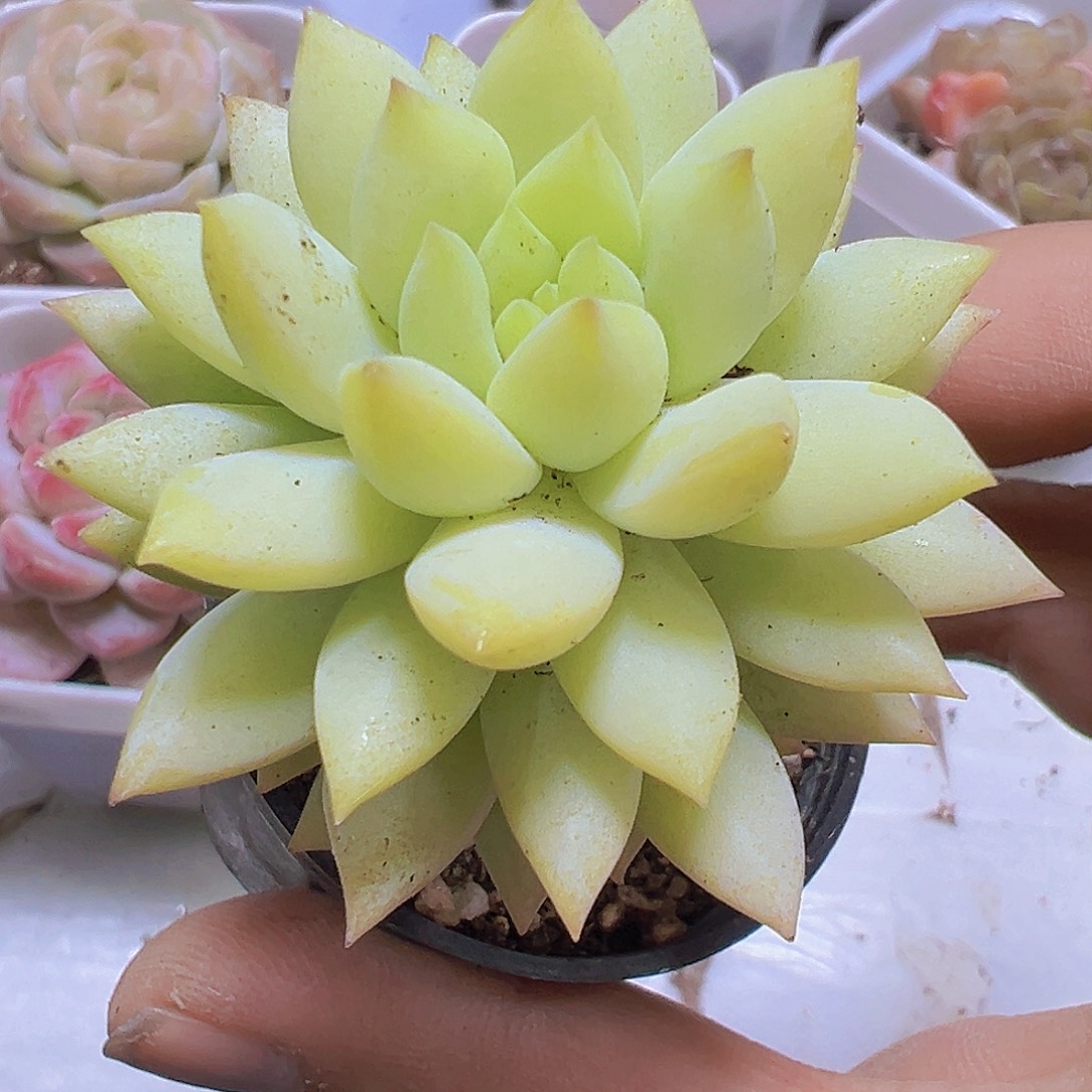 镜玉2盆19包邮对肉
