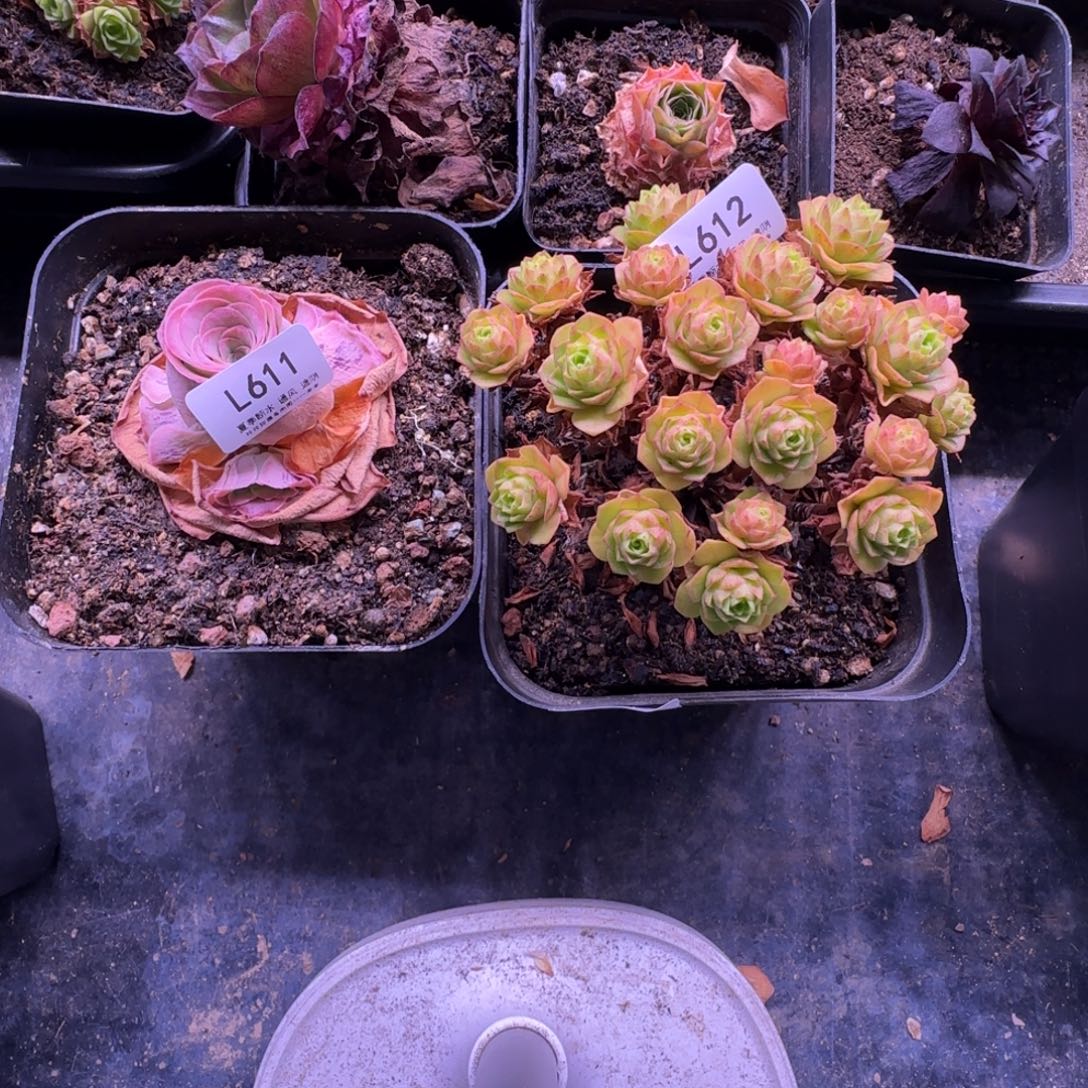 y****L611锦书612橘子彤