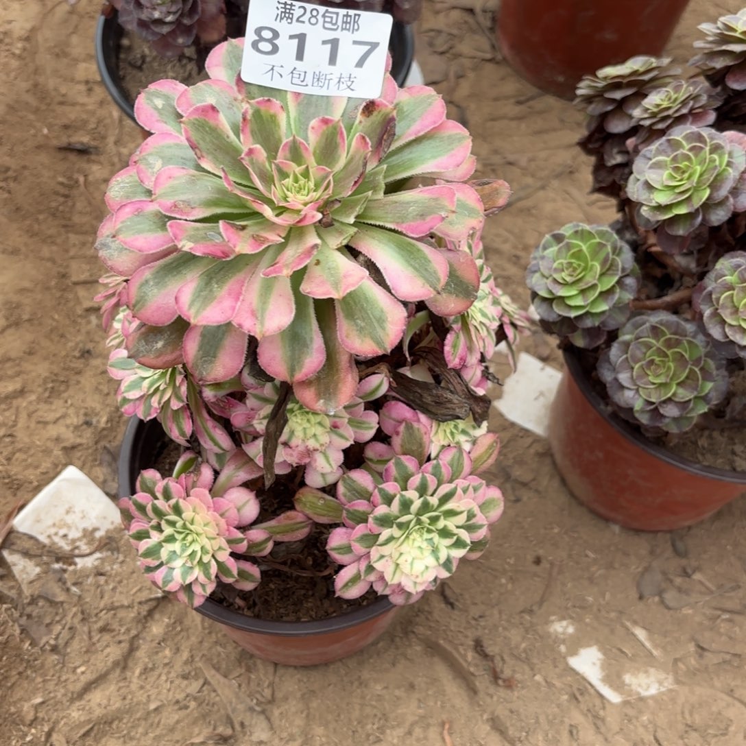 M. 8117红铜白多肉，bab