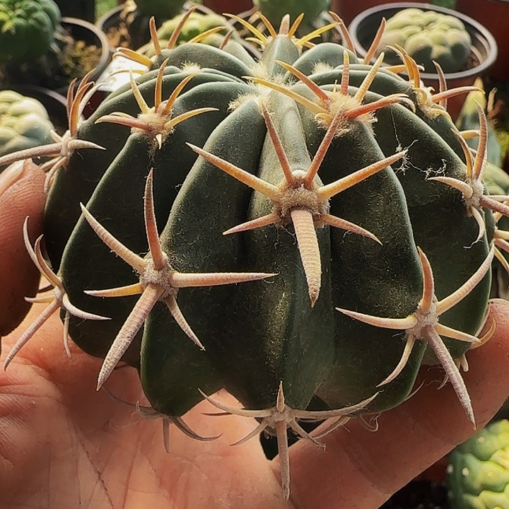 凌波624刚出根的