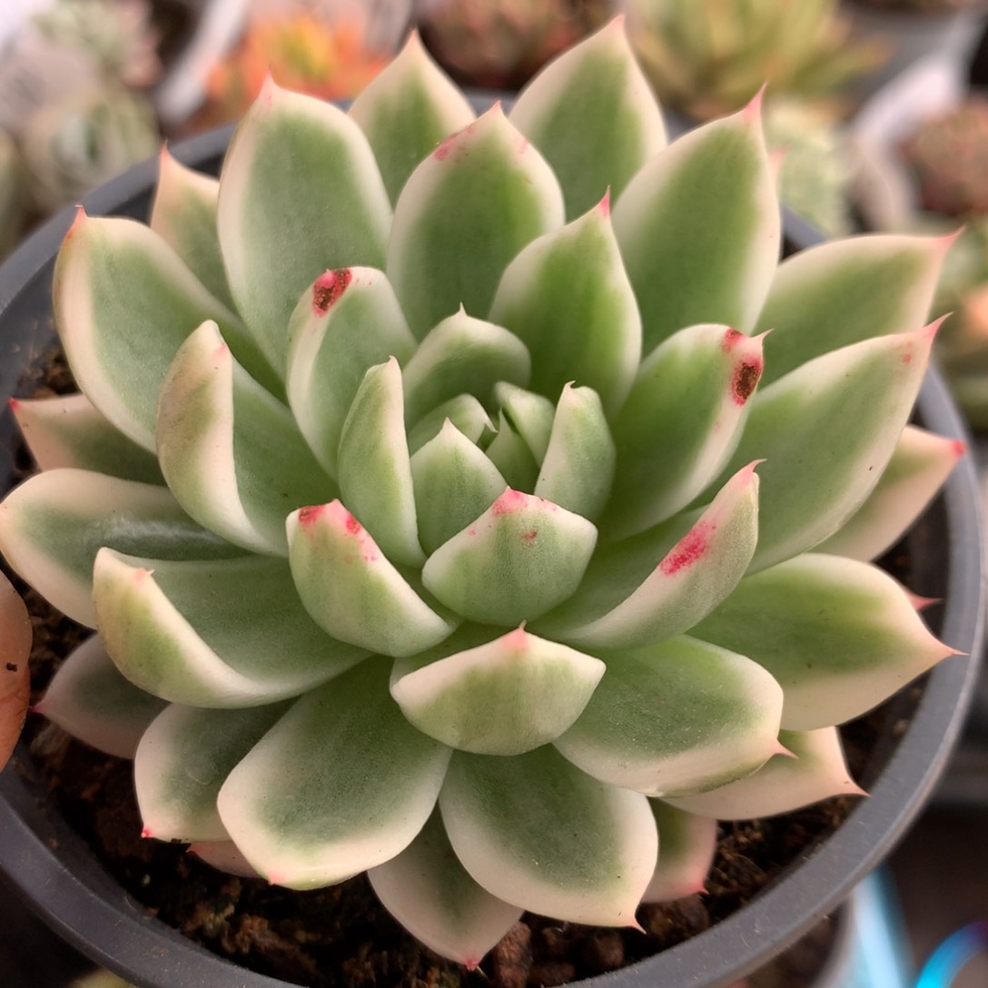 东云杂j j j j j j l