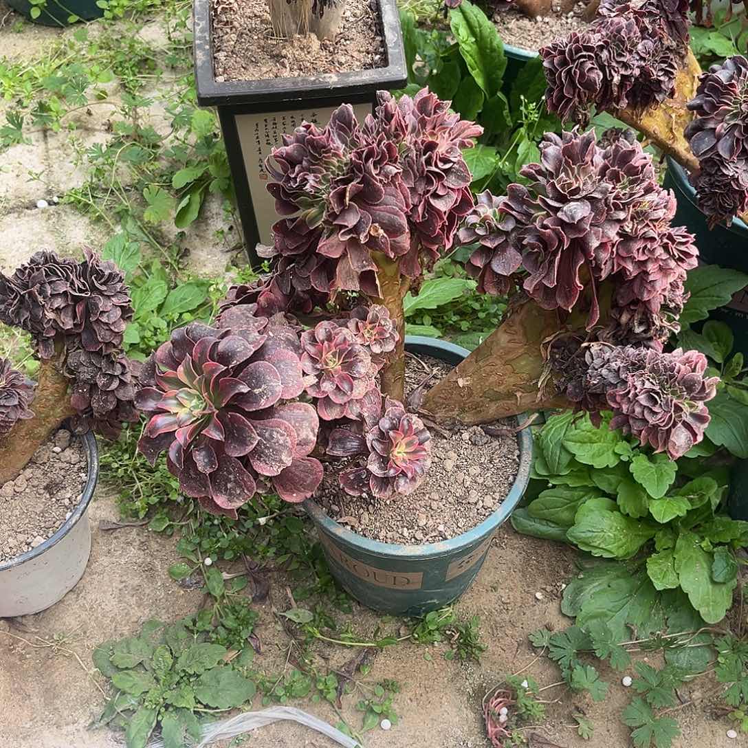 16美杜莎缀化法师多肉植物