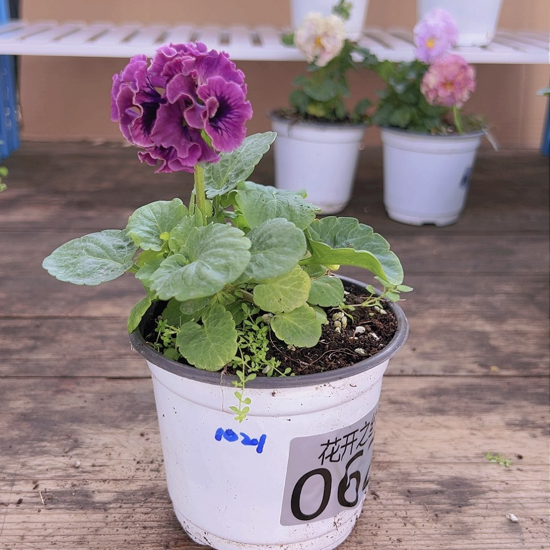 【闪购商品】完全开放062号