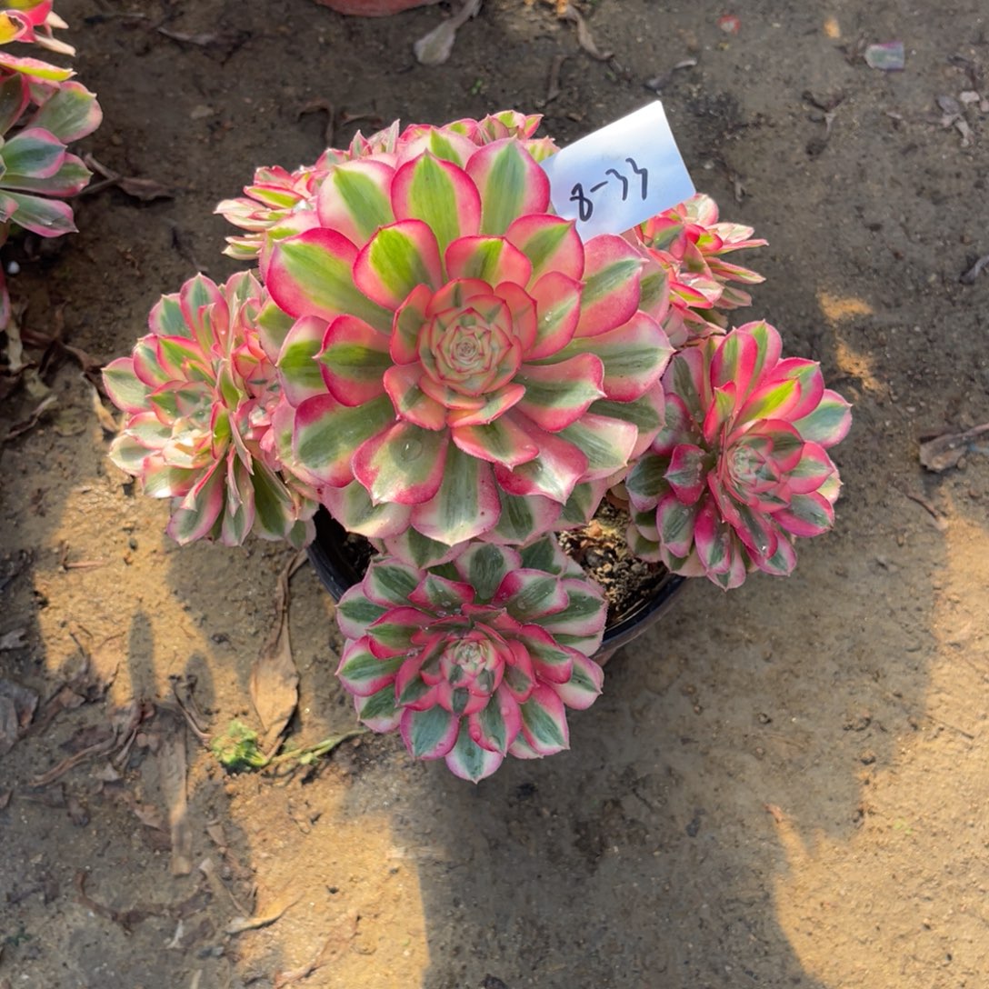 12-8-33倾城法师锦