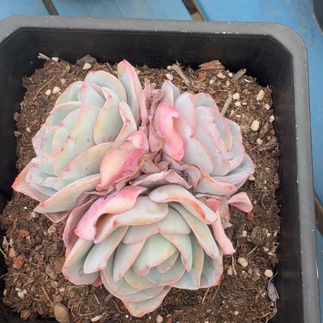 布鲁兰老桩一物一拍