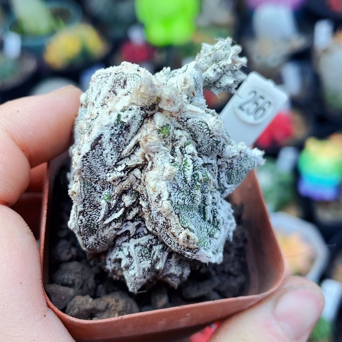 非偏远地区满25包邮仙人球