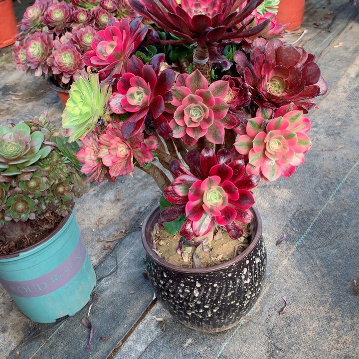 836嫁接多肉111111