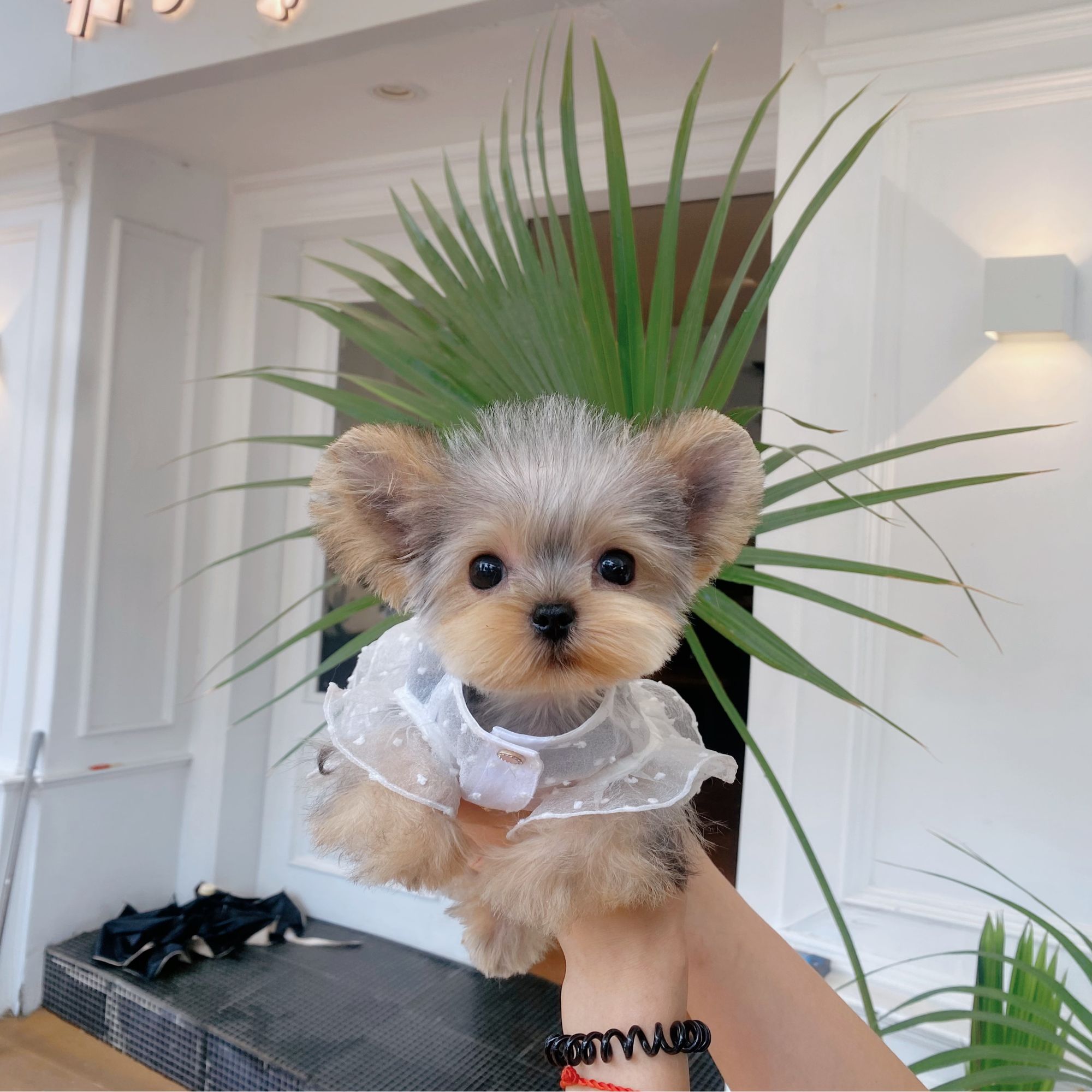 正小体约克夏妹妹B01