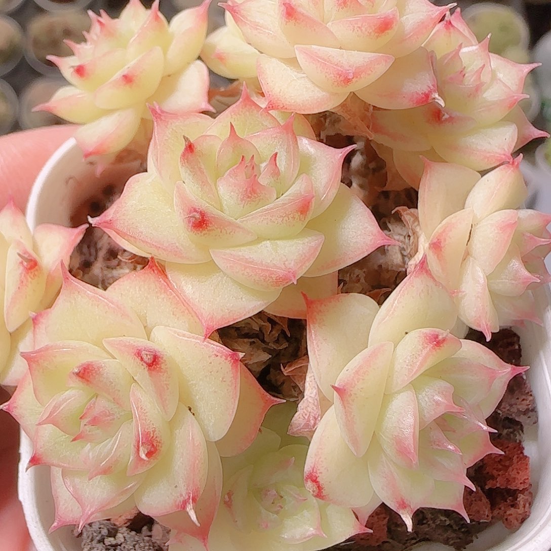 花语逸镜1127-150散
