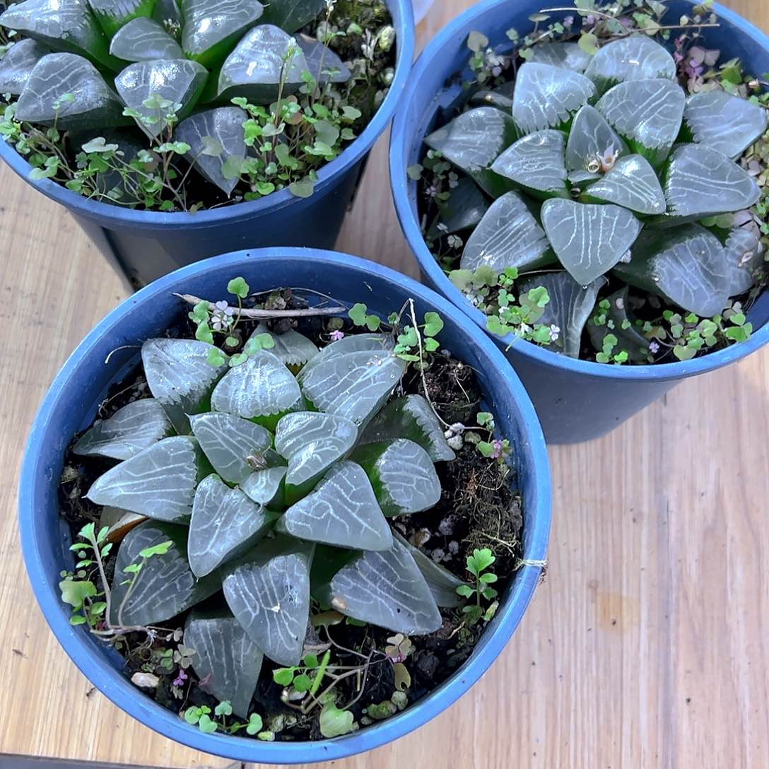 加仑盆月影母本玉露一颗