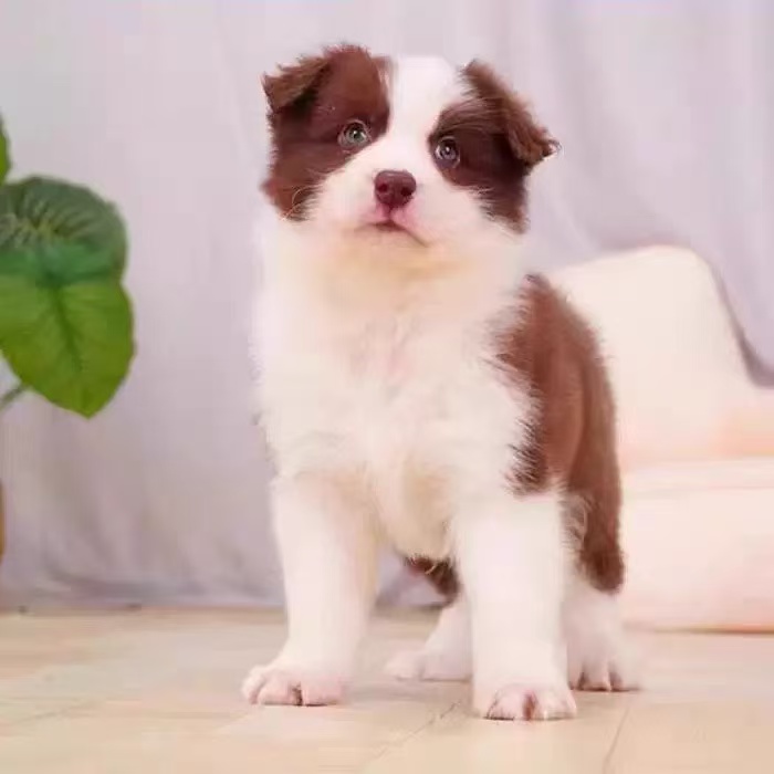 活体边境牧羊犬宠物狗适合家庭饲养的可爱伴侣