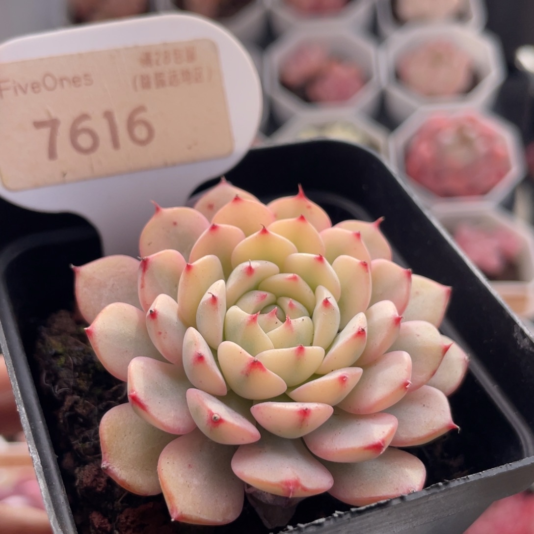 姬莲锦7616-5.5厘米