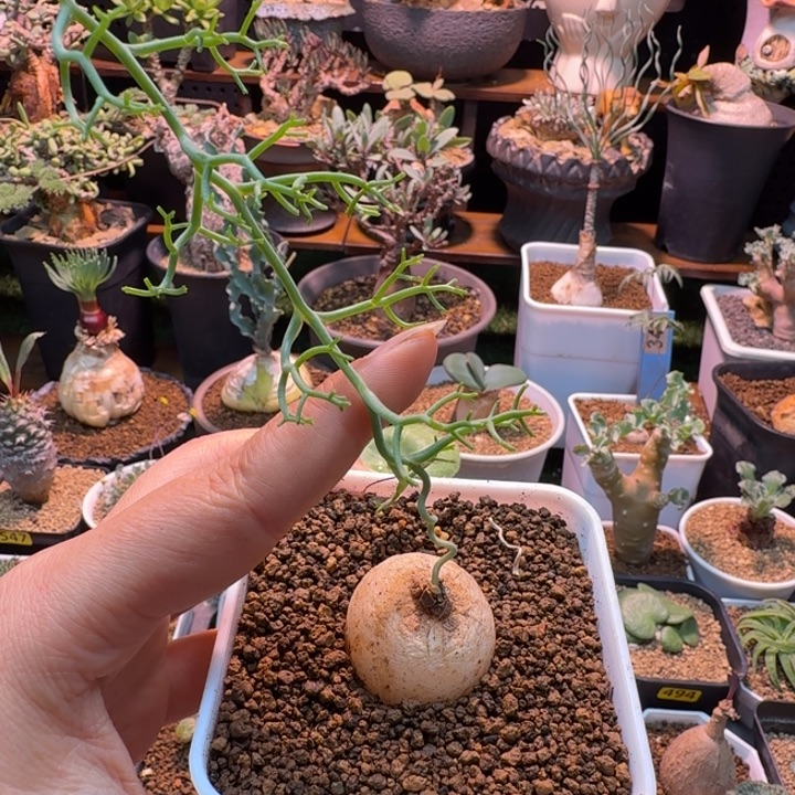 谕***鹿角仓角殿562(加保温箱)