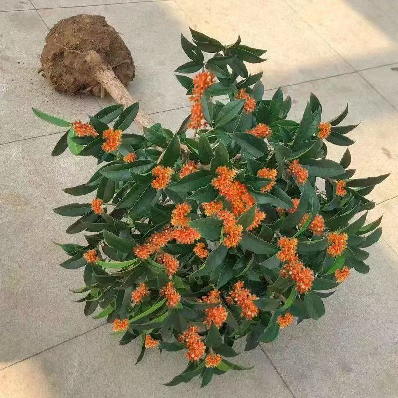 桂花树苗桂花盆栽四季桂盆栽室内阳台庭院浓香型花卉