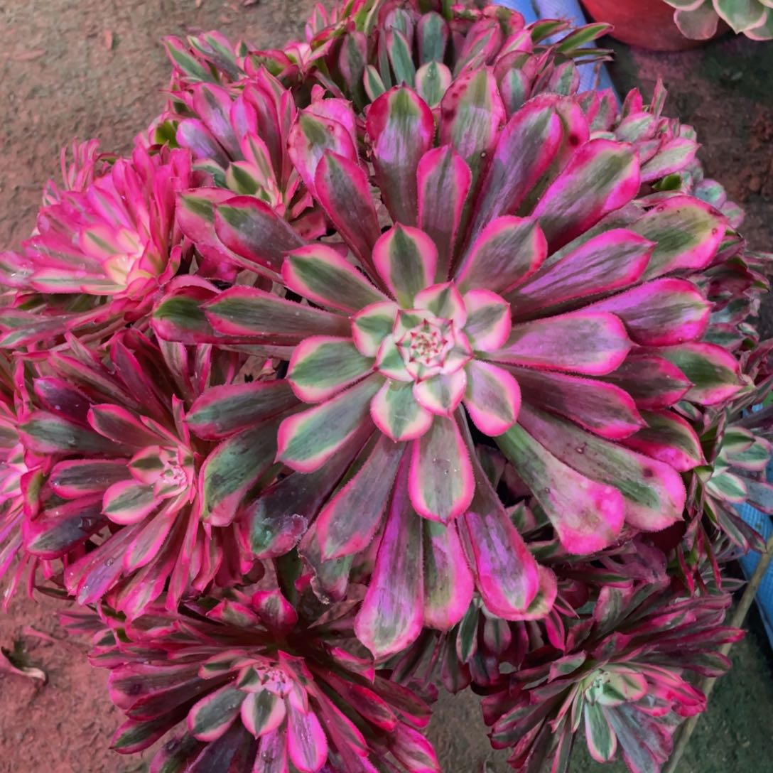 758红铜白精品法师老桩