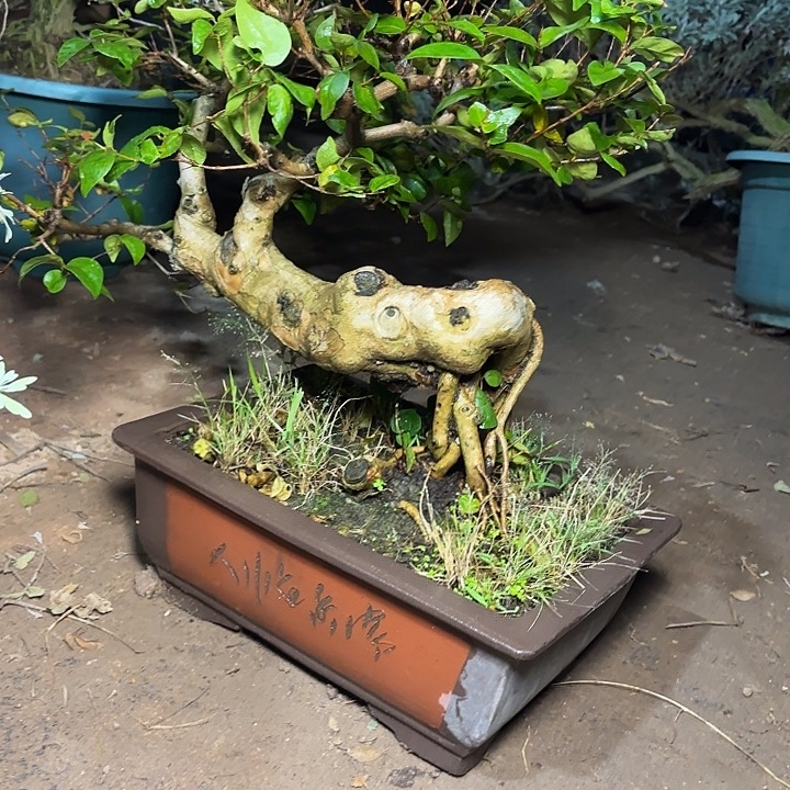 宠***士无花朵哈哈哈哈哈