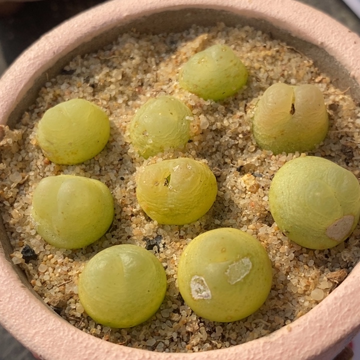 1655一组有伤一组