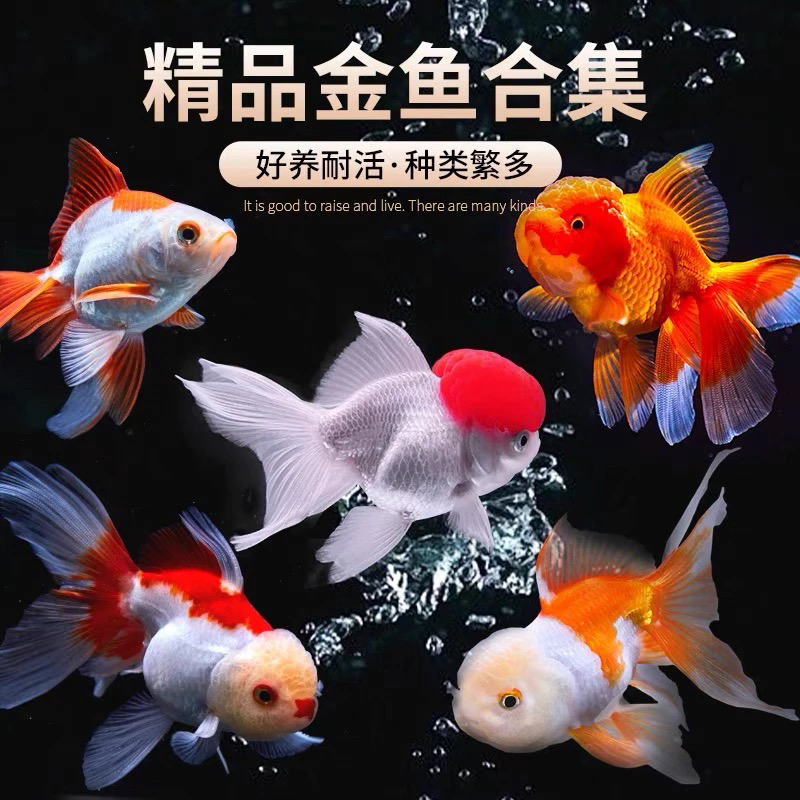 可爱金鱼6-8公分9尾 健康好养各色随机混搭 不指定 死亡包赔