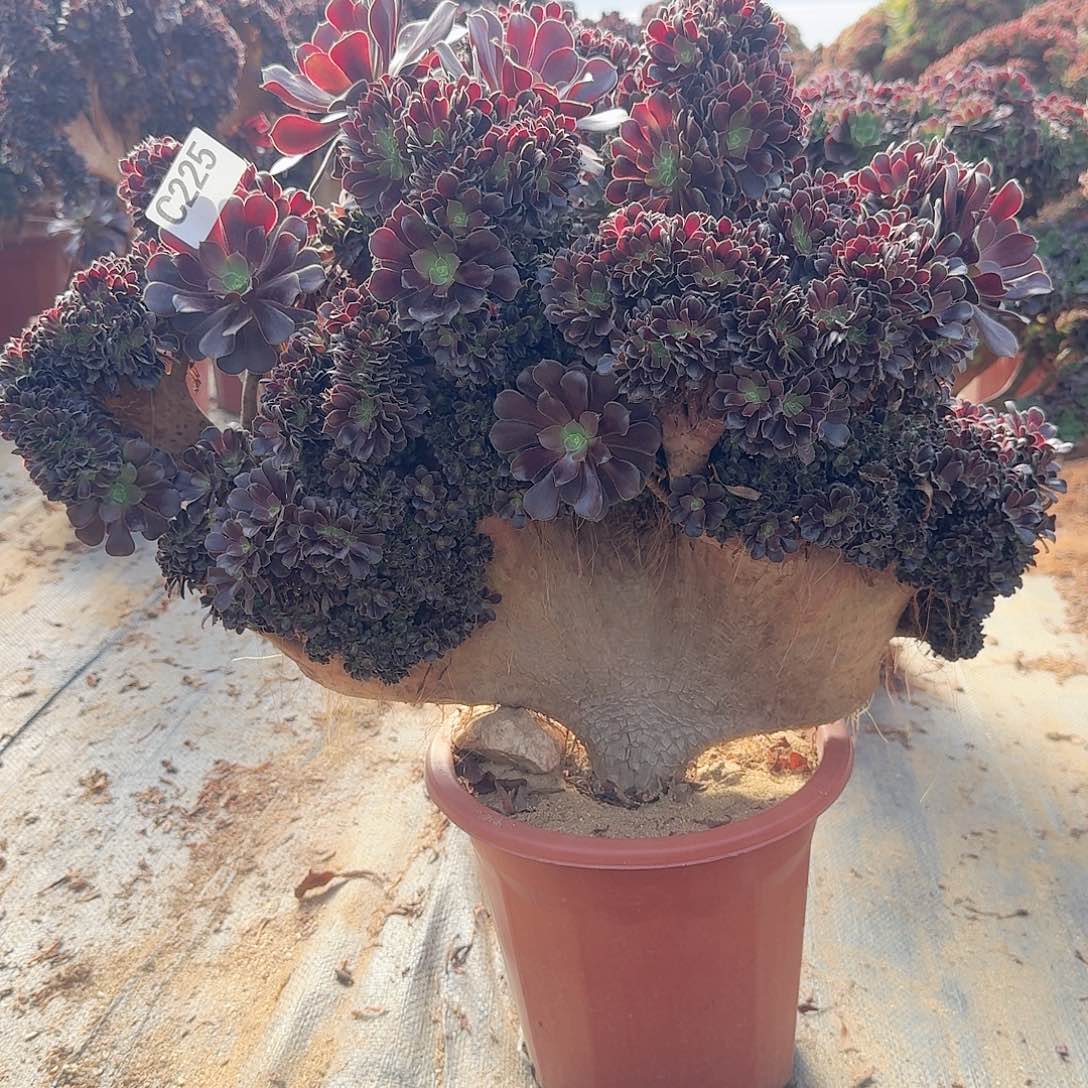 225欧紫多多一颗呀呀