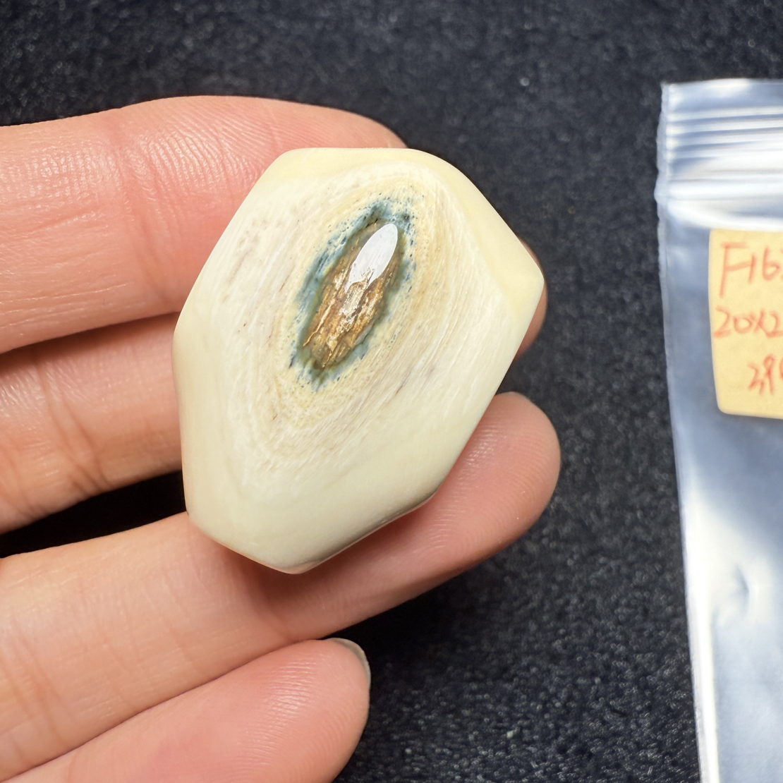 F1626猛犸象牙蓝皮鲨鱼背三通尺寸20*21.6蓝眼睛鲨鱼背三通